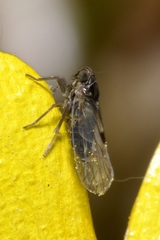 Laodelphax striatella