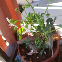 Pelargonium klinghardtense