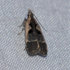 Dichomeris setosella