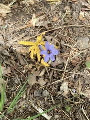 Sisyrinchium mucronatum