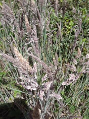 Bromus carinatus