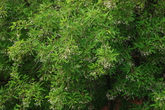 Vitex leucoxylon