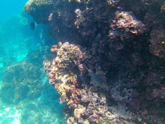 Neoniphon suborbitalis
