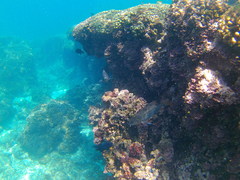 Neoniphon suborbitalis