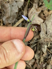 Sisyrinchium mucronatum