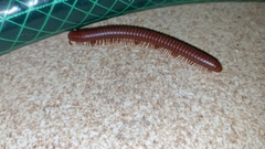 Diplopoda