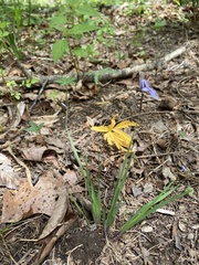 Sisyrinchium mucronatum