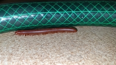 Diplopoda