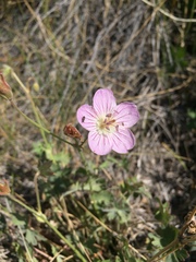 Geranium californicum
