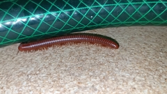 Diplopoda