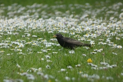 Sturnus vulgaris