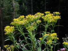 Senecio ovatus alpestris