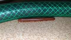 Diplopoda