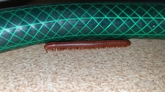 Diplopoda