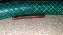 Diplopoda