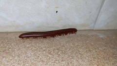 Diplopoda