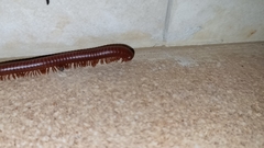 Diplopoda