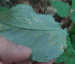 Uromyces ari-triphylli