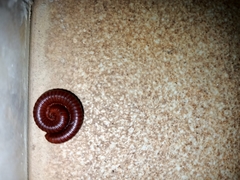 Diplopoda