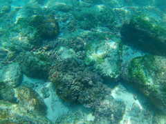 Halichoeres chierchiae