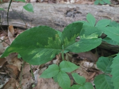 Uromyces ari-triphylli