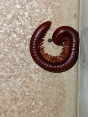 Diplopoda