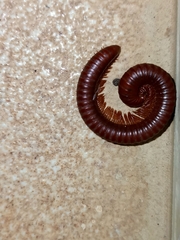 Diplopoda