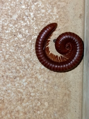Diplopoda