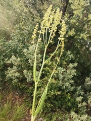Rumex intermedius