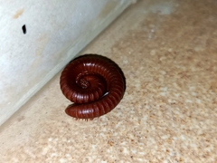 Diplopoda