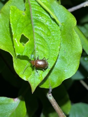 Gallerucida singularis