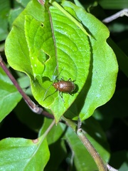 Gallerucida singularis