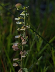 Scutellaria integrifolia