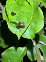 Gallerucida singularis