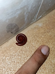 Diplopoda