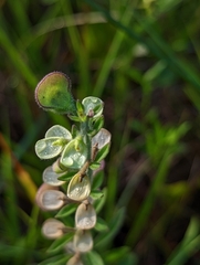 Scutellaria integrifolia