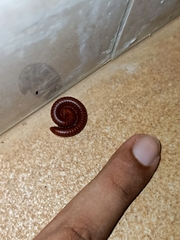 Diplopoda