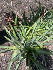 Hyacinthus orientalis