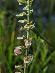 Scutellaria integrifolia