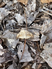 Petrophora subaequaria