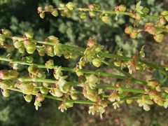 Rumex intermedius