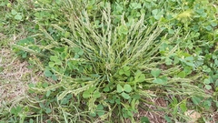 Catapodium balearicum