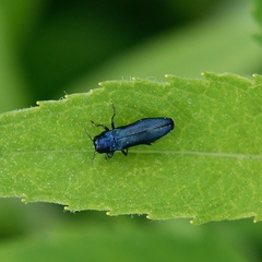 Agrilus cyanescens