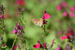 Thysanoplusia orichalcea