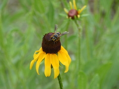 Bicyrtes insidiatrix