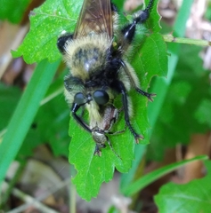 Hoplia trifasciata