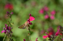Thysanoplusia orichalcea