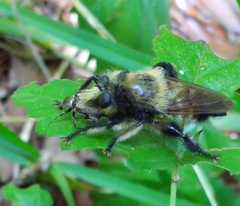 Hoplia trifasciata