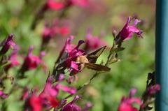 Thysanoplusia orichalcea