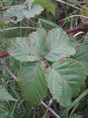 Rubus mollis